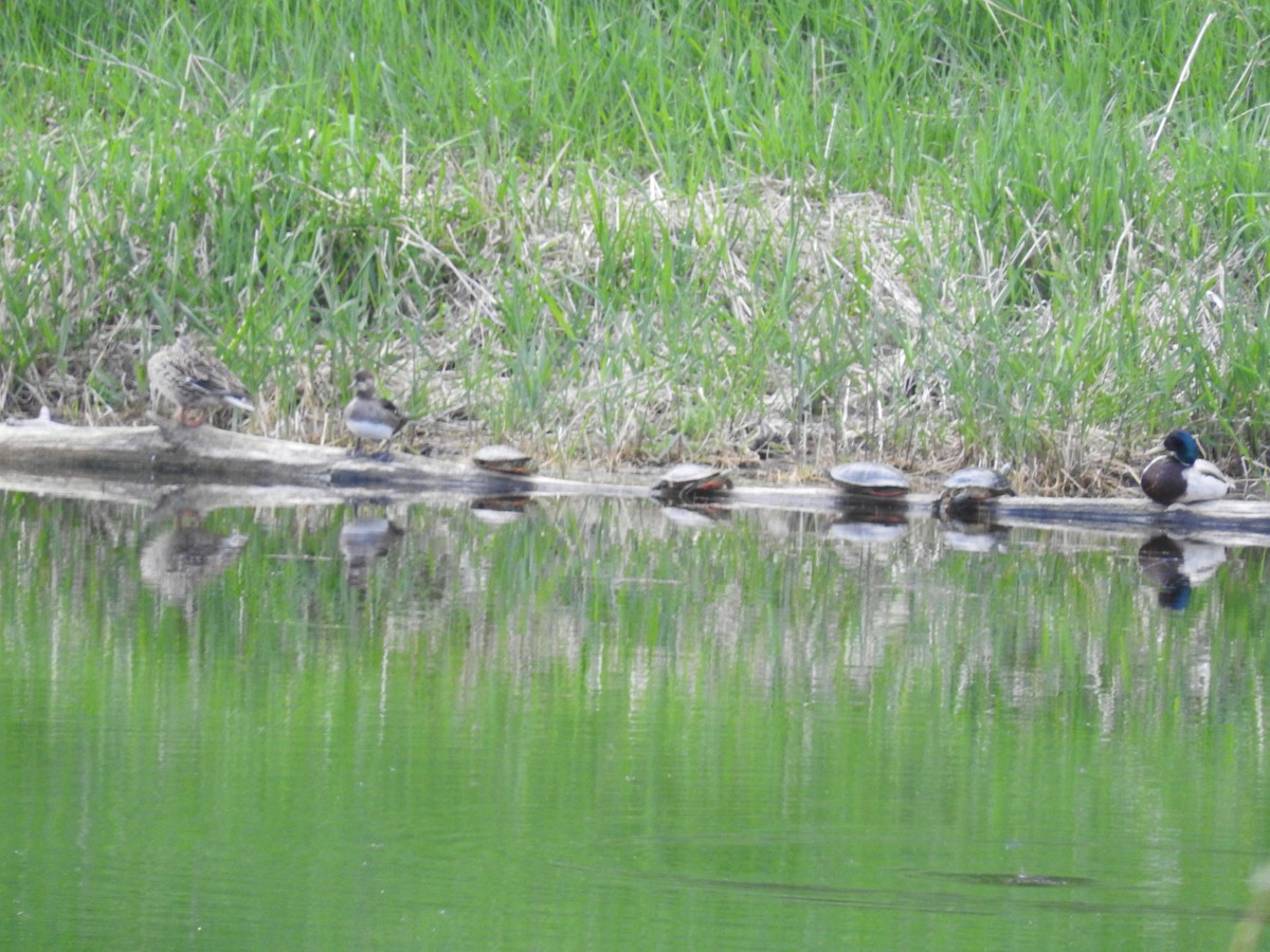 Common Merganser - ML101317181