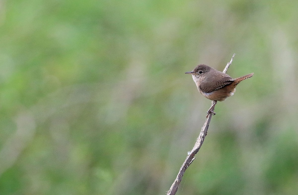 House Wren - ML101317221