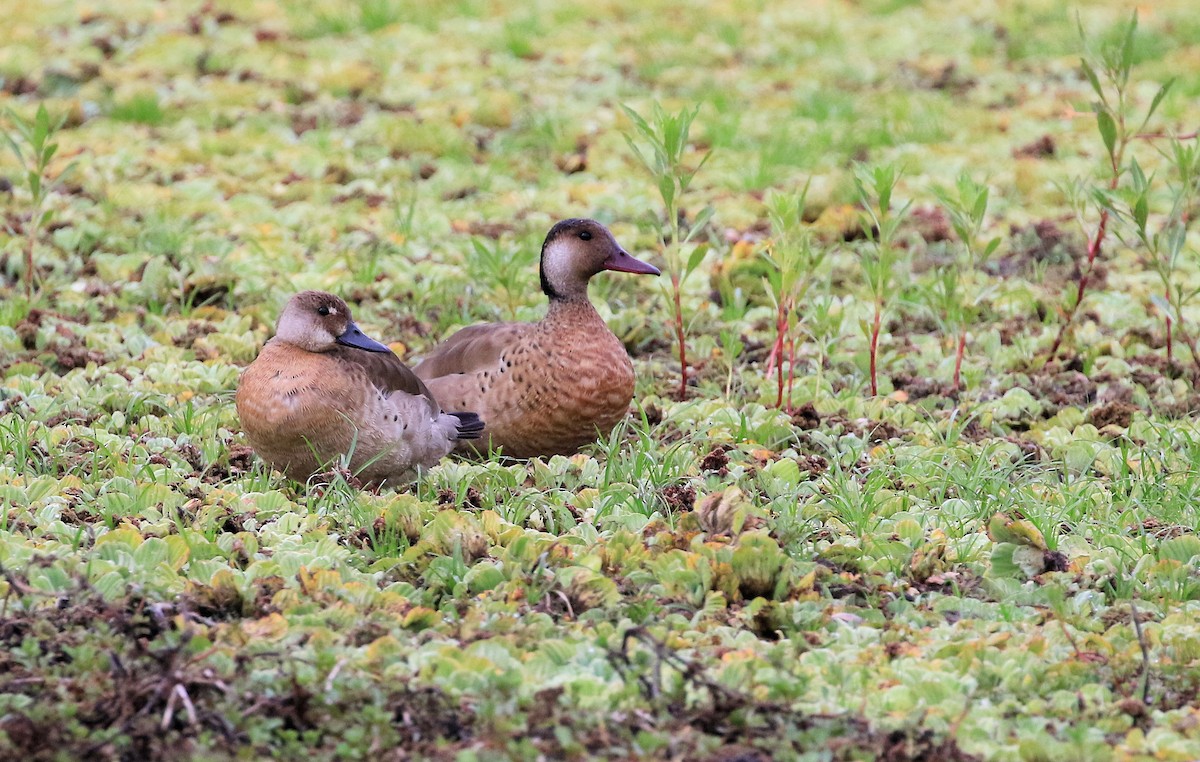 Canard amazonette - ML101317291