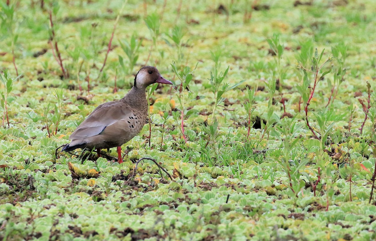 Canard amazonette - ML101317301