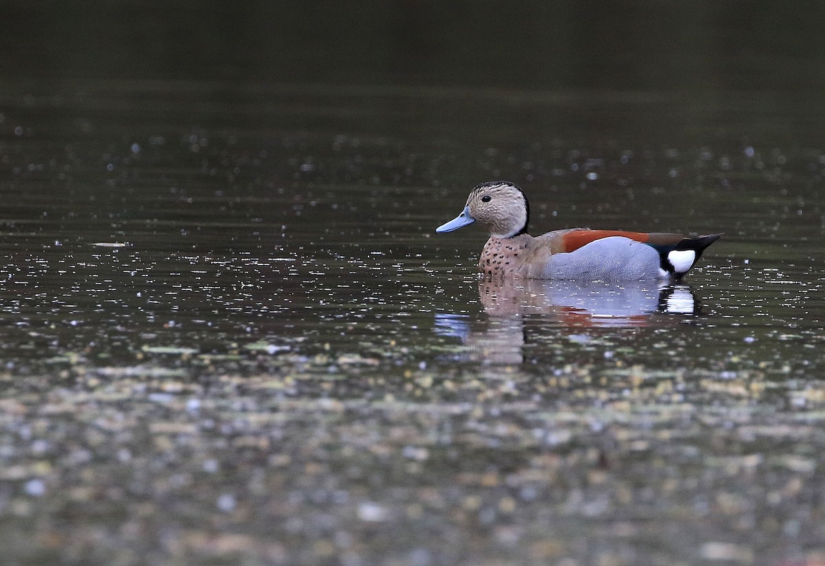 Ringed Teal - ML101317381