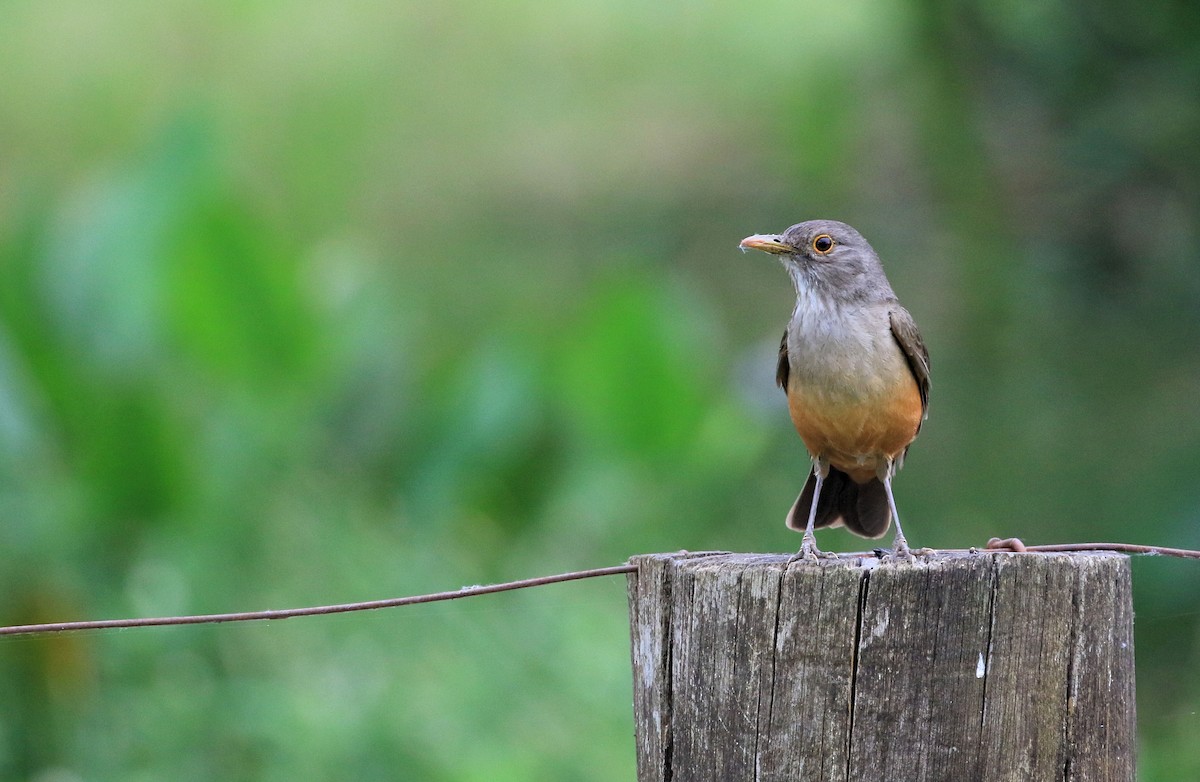 Rufous-bellied Thrush - Patrick MONNEY