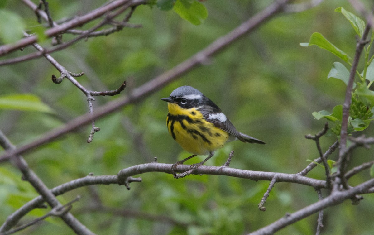 Magnolia Warbler - ML101317711