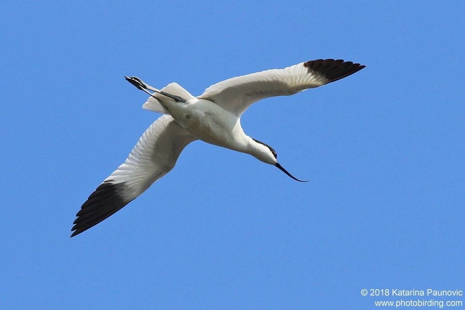 Pied Avocet - ML101317761