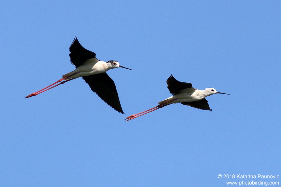 Black-winged Stilt - ML101317821