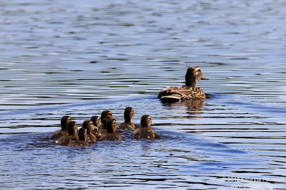 Mallard - ML101317851