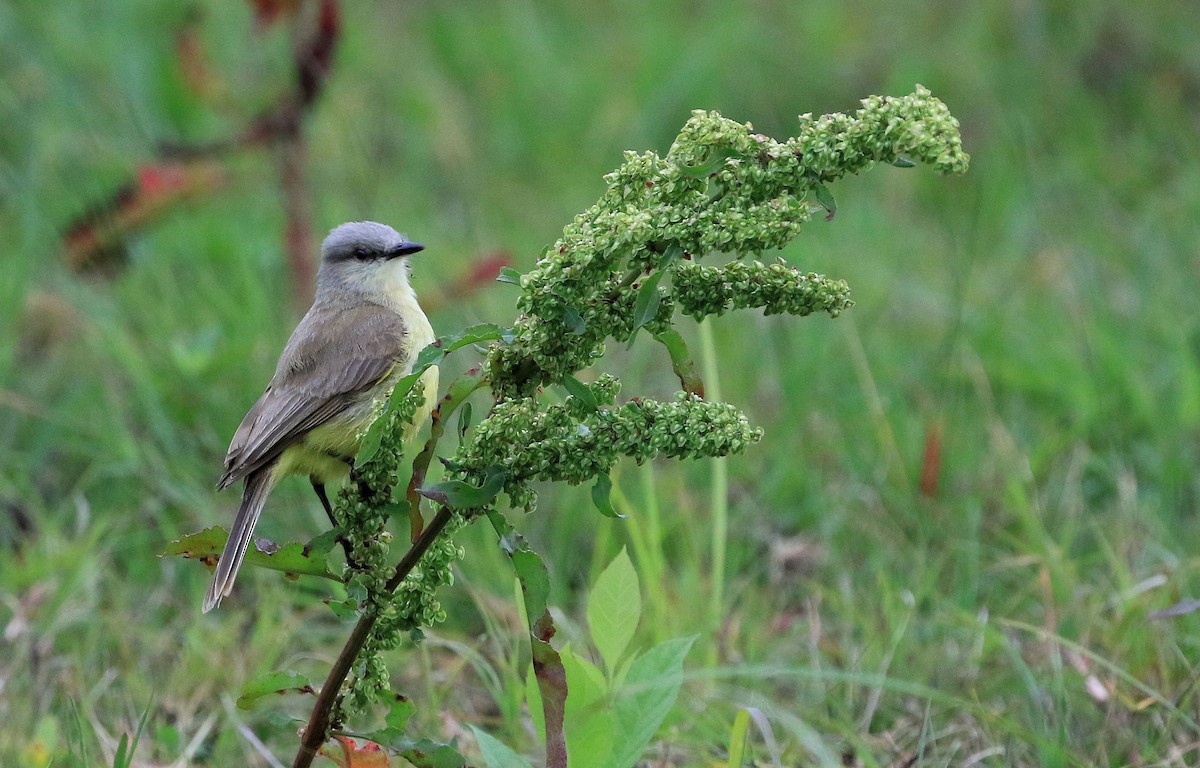 Graslandtyrann - ML101317871