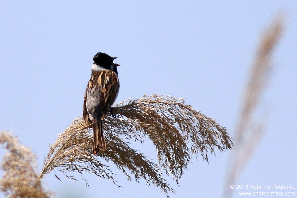 Reed Bunting - ML101318191