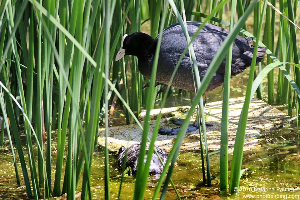 Eurasian Coot - ML101318631
