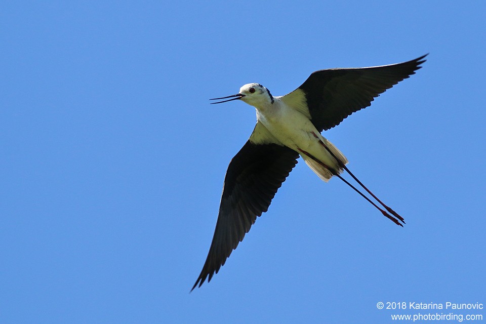 Black-winged Stilt - ML101318681