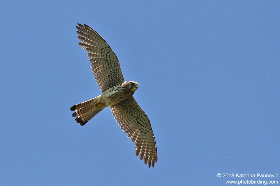 Eurasian Kestrel - ML101318711