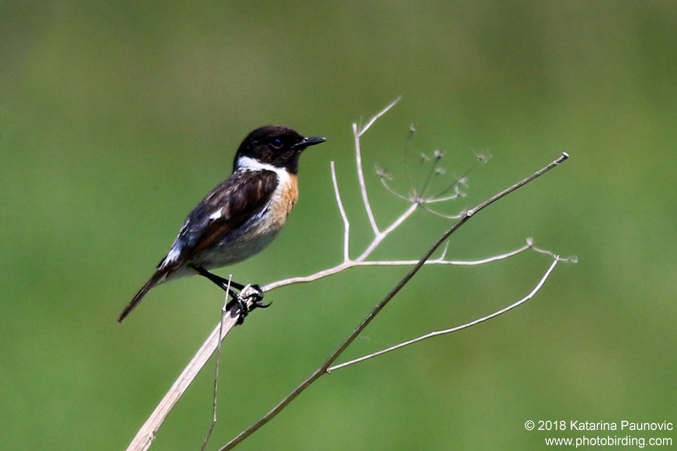 European Stonechat - ML101318971