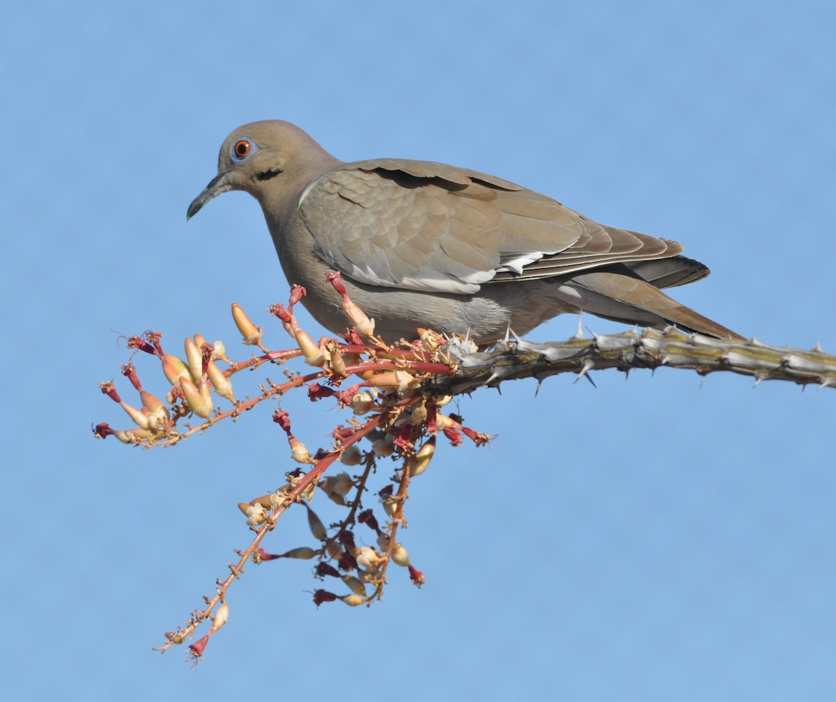 White-winged Dove - ML101319721