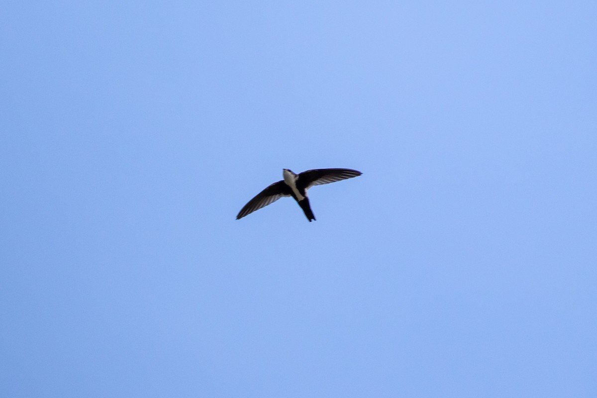 White-throated Swift - Cory Gregory