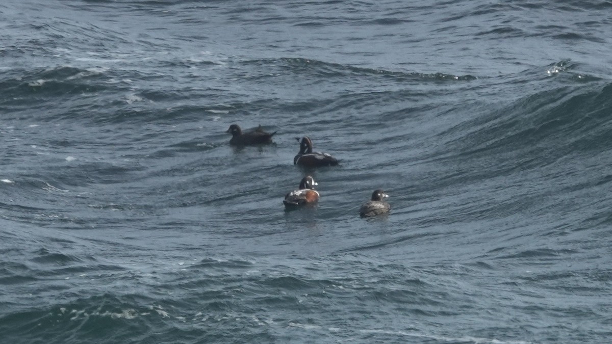 Хотгуужин чөрх - ML101321171