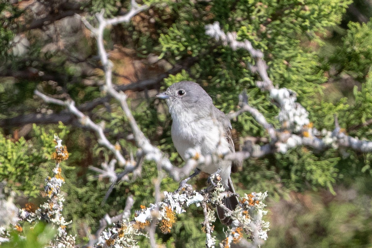 Gray Vireo - ML101322641