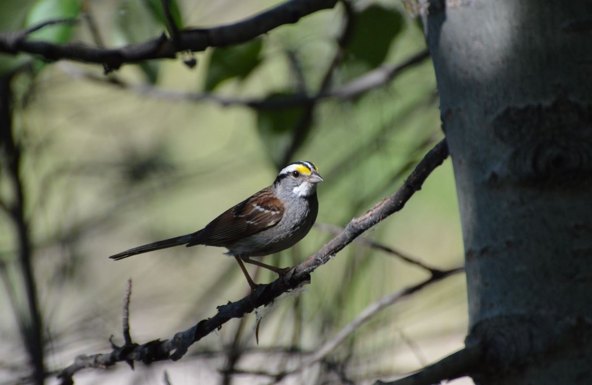 White-throated Sparrow - ML101323811