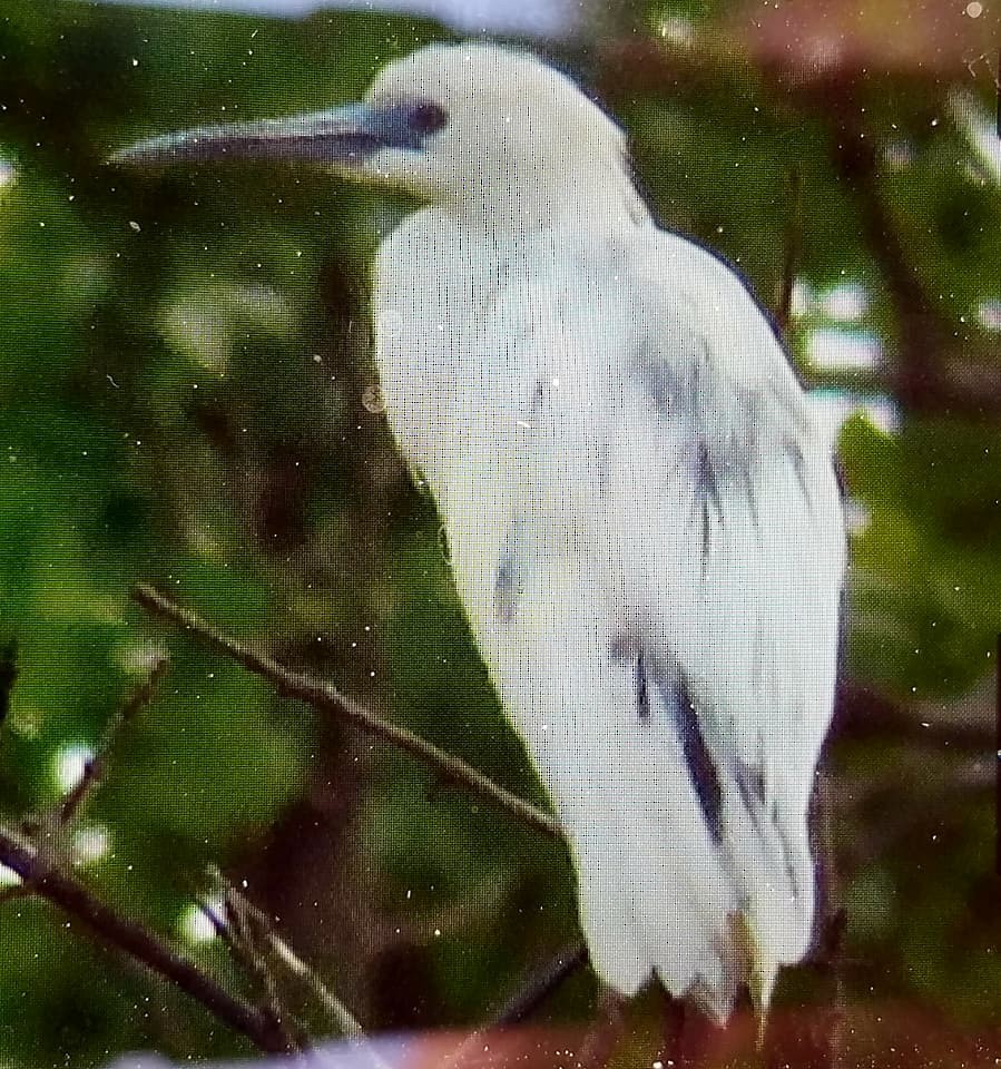 Little Blue Heron - ML101324141