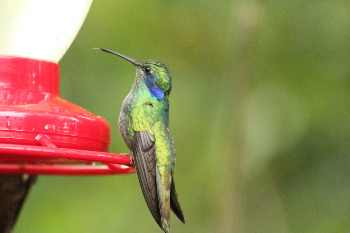 Lesser Violetear - Sandra María Plúa Albán