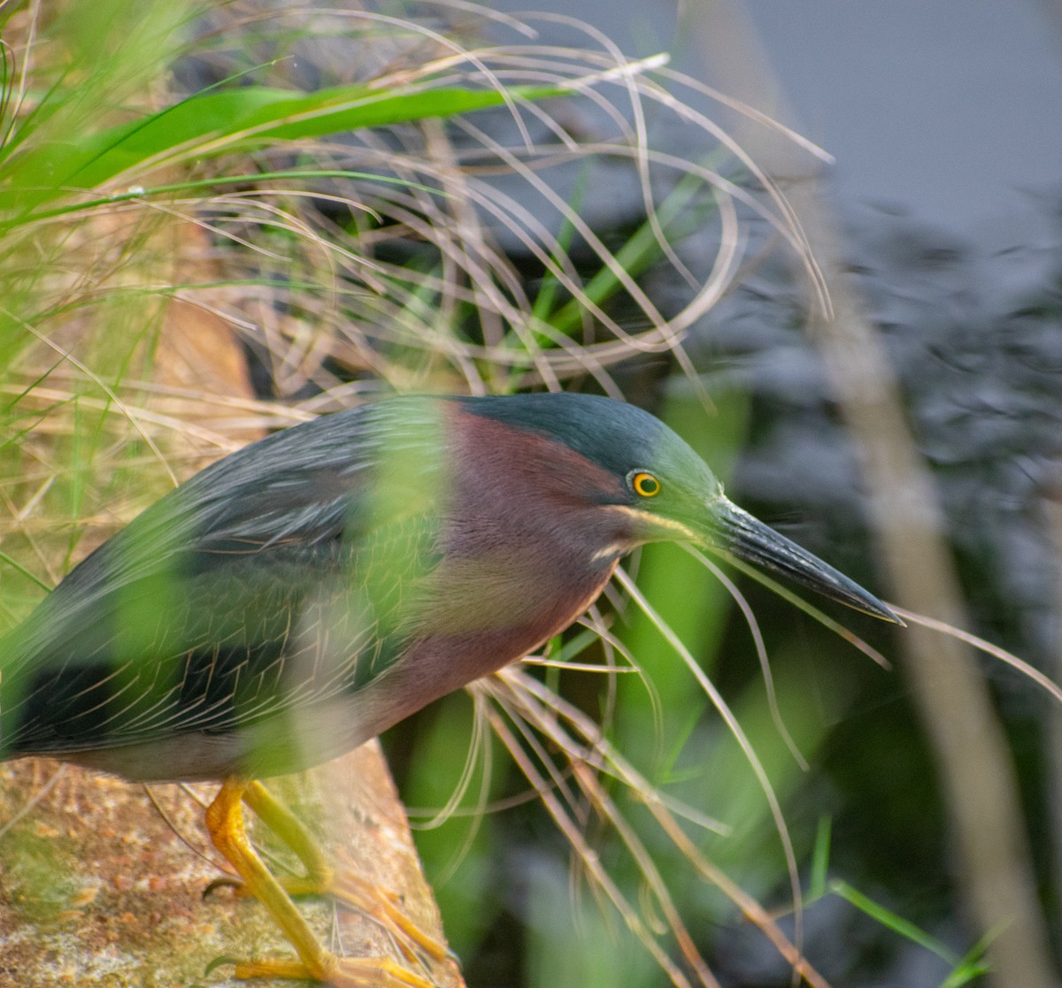 Green Heron - ML101324581