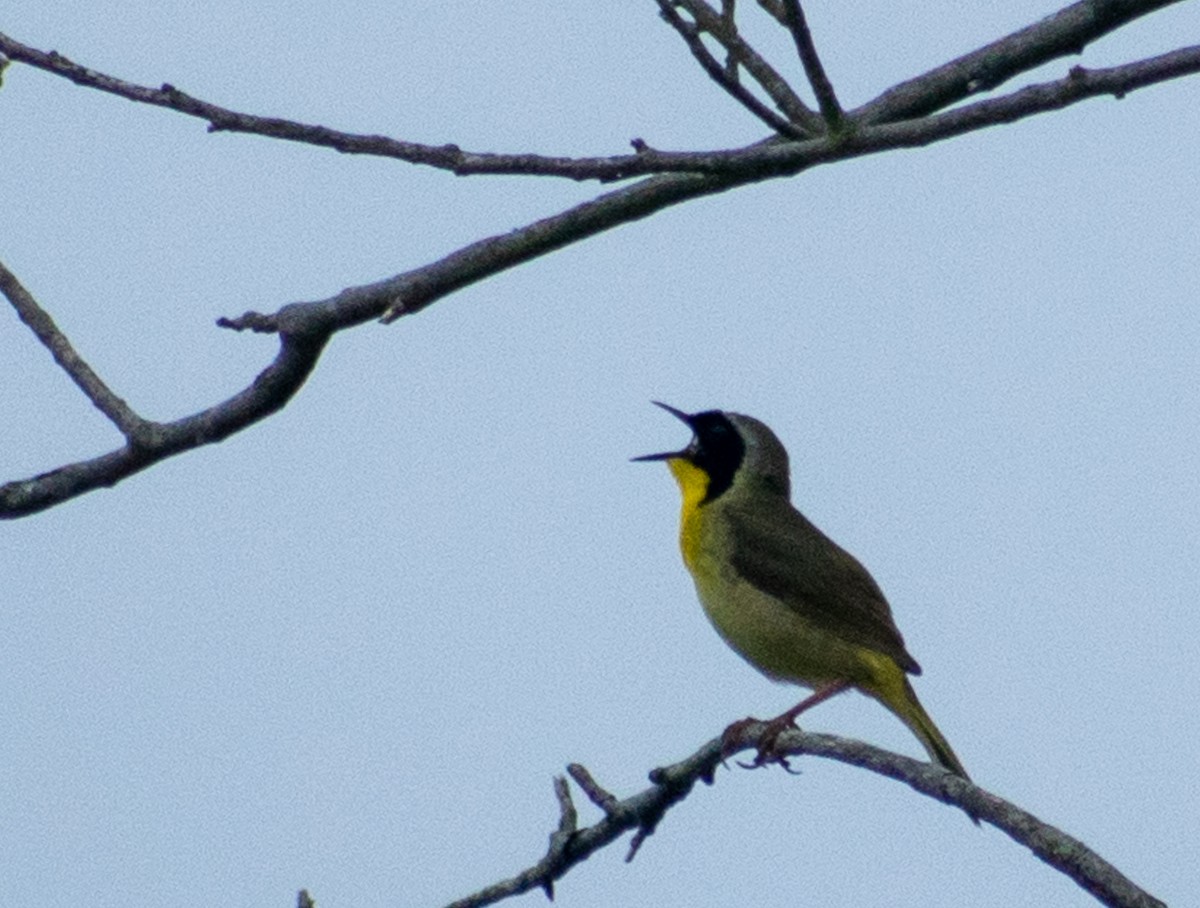 Common Yellowthroat - ML101324741