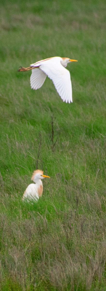 Western Cattle Egret - ML101324911