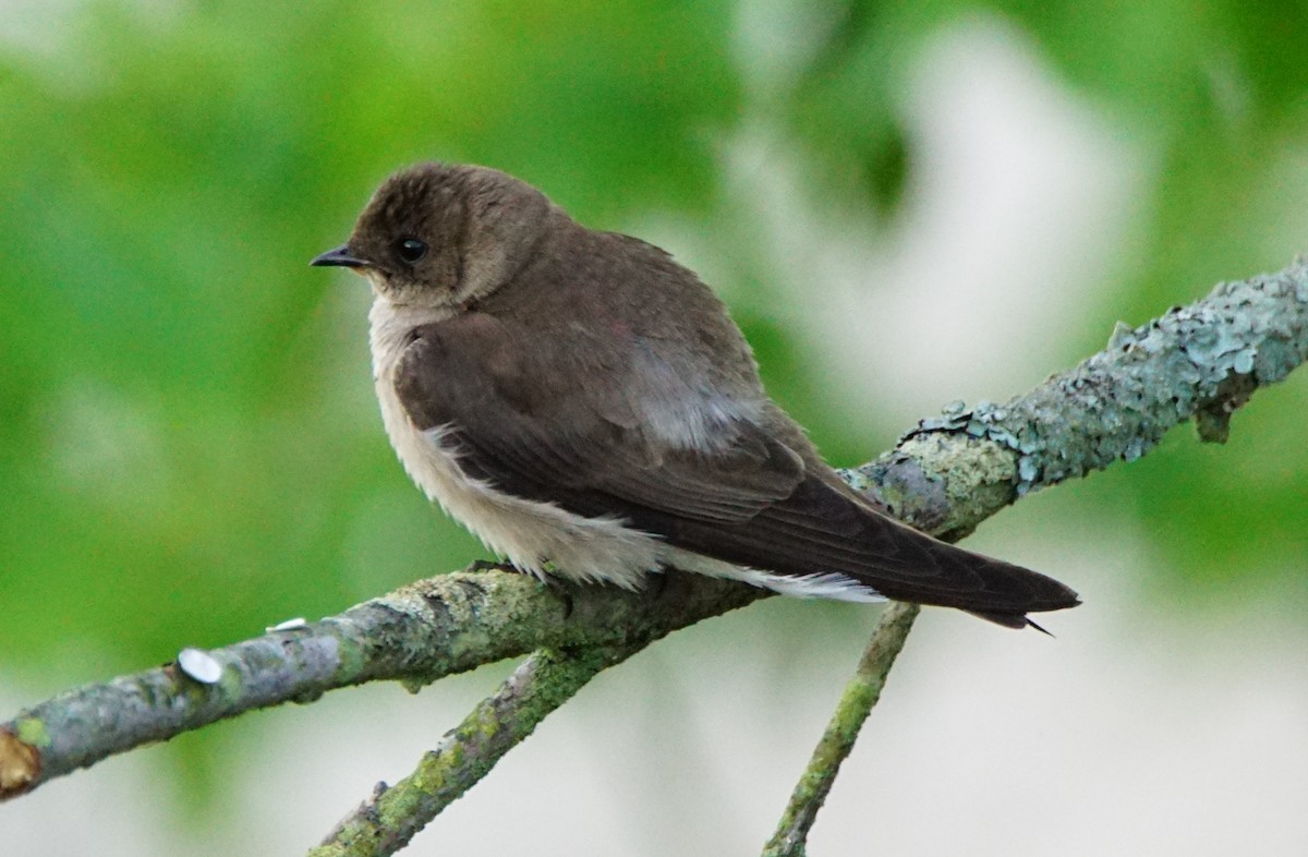 Northern Rough-winged Swallow - Dennis Mersky