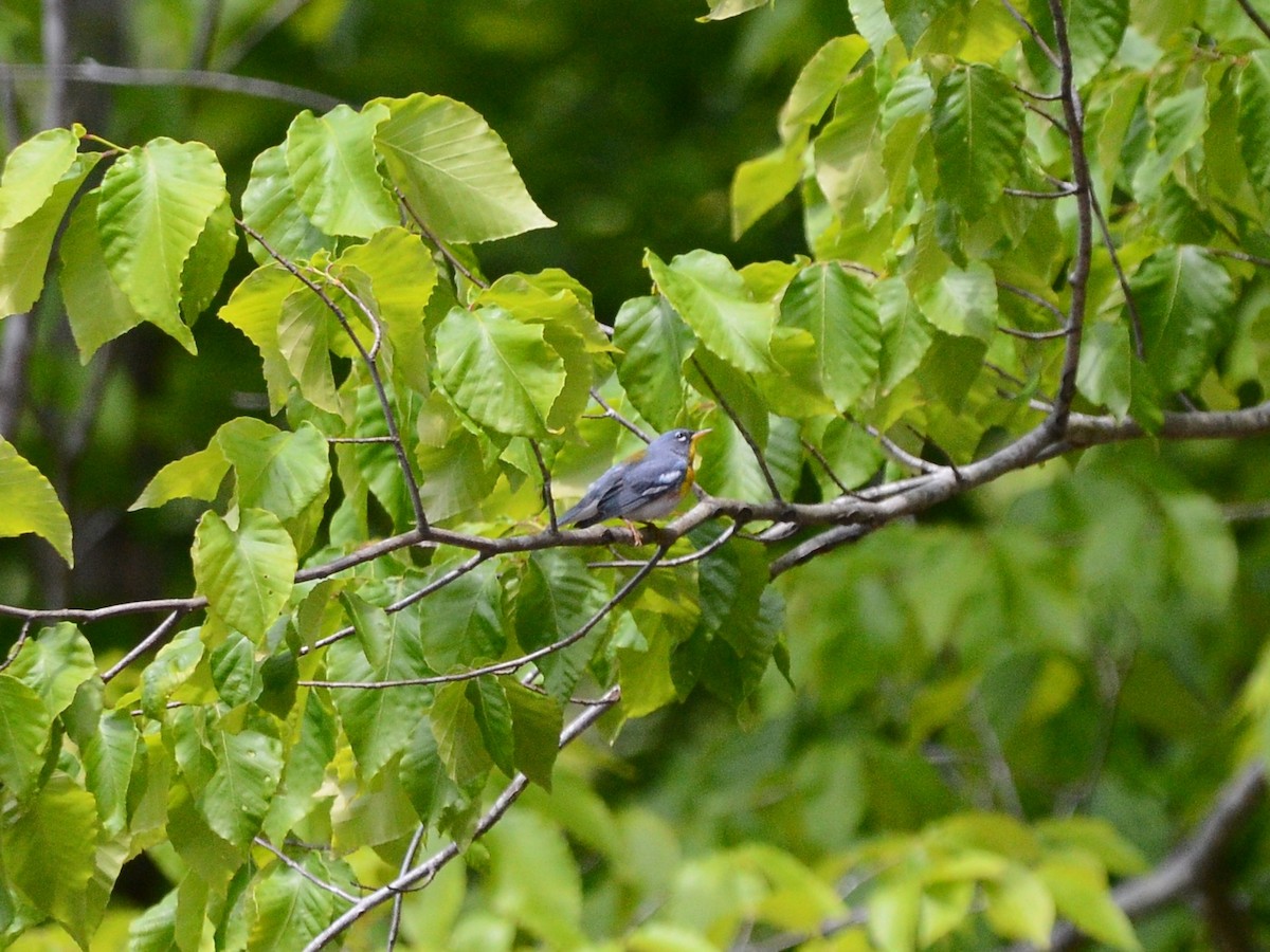 Northern Parula - ML101328851