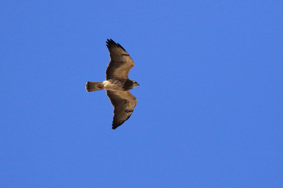 Swainson's Hawk - Denis Tétreault