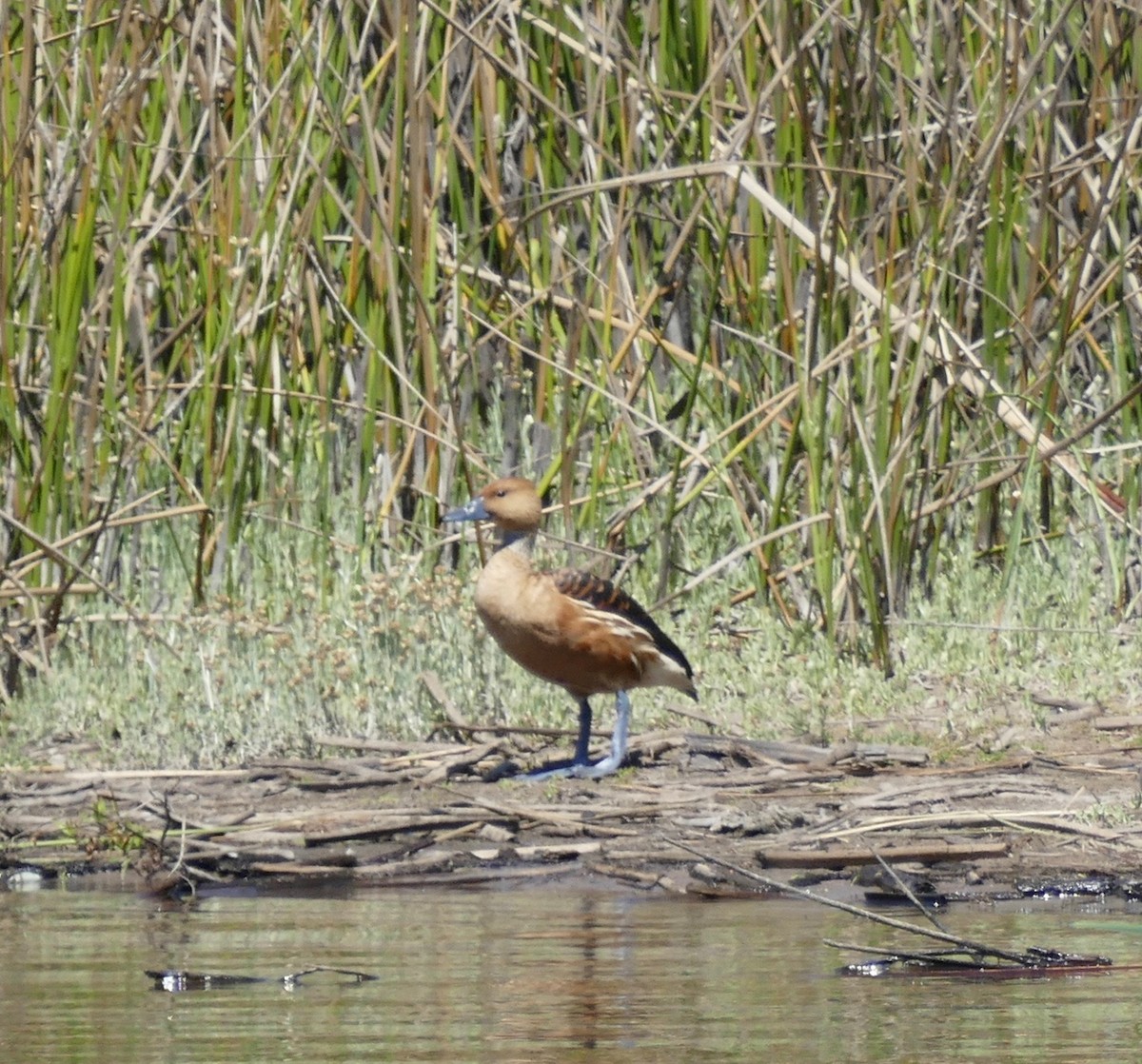 Fulvous Whistling-Duck - ML101333221