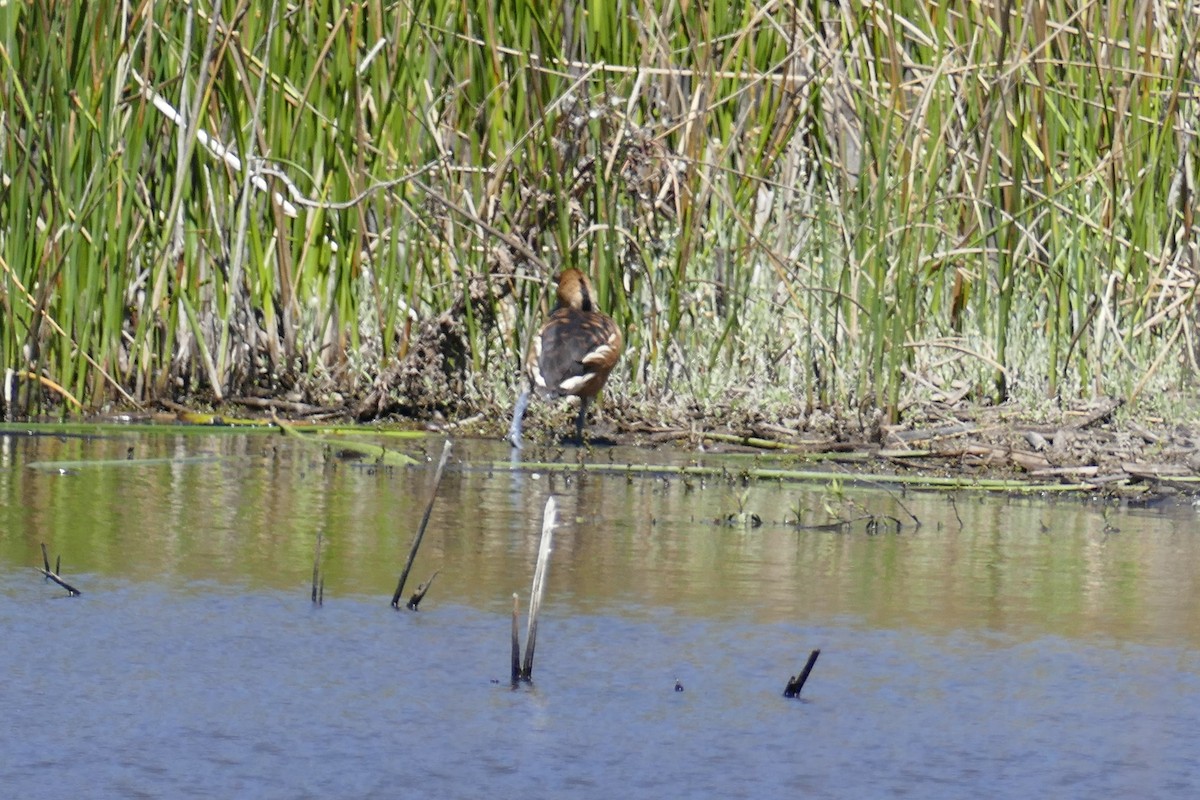 Fulvous Whistling-Duck - ML101333251