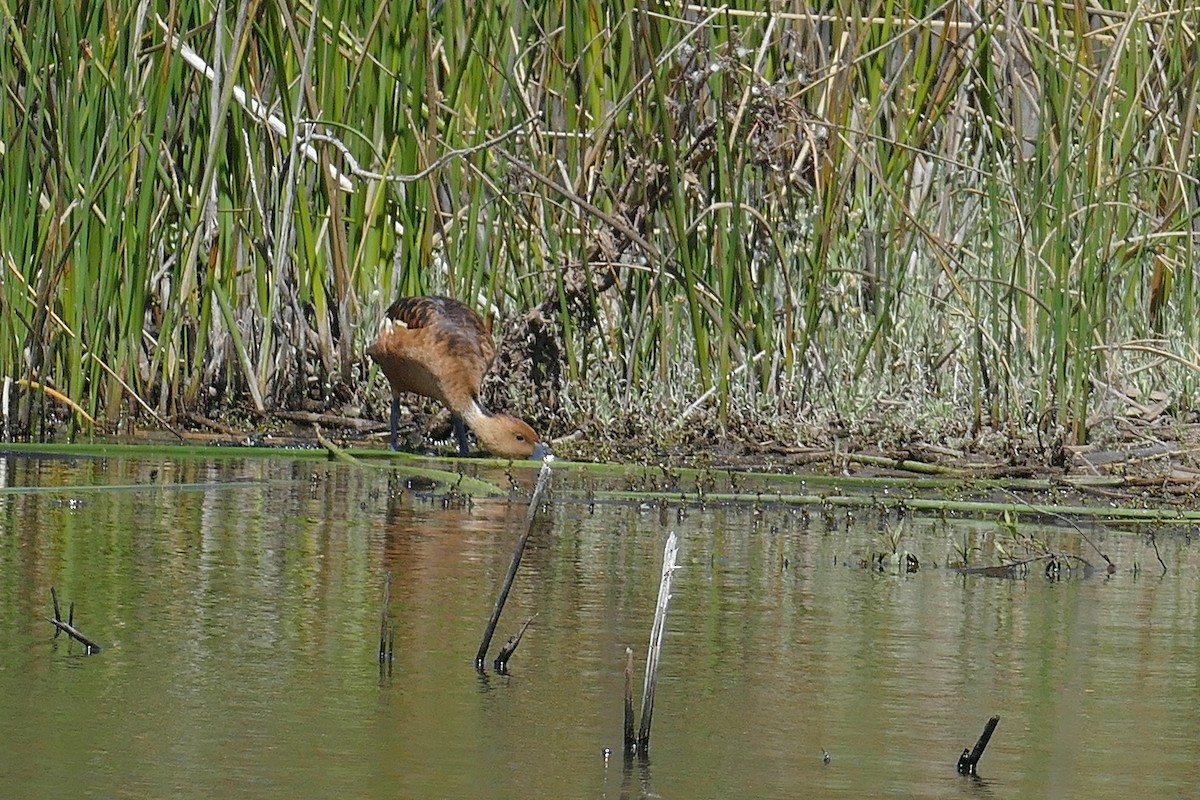 Fulvous Whistling-Duck - ML101333261