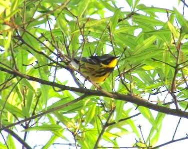 Magnolia Warbler - ML101334711