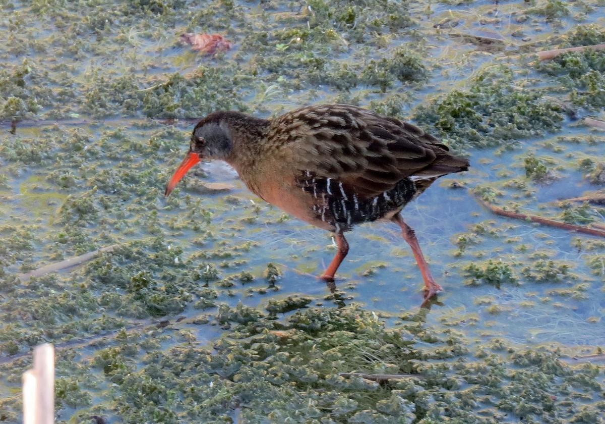 Virginia Rail - ML101335251