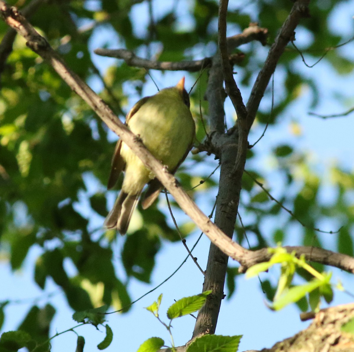 Yellow-bellied Flycatcher - ML101336551