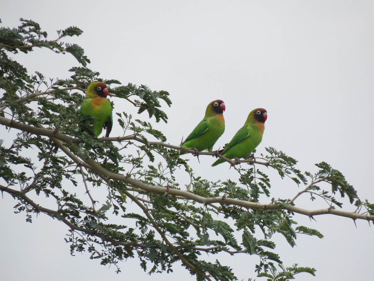Black-cheeked Lovebird - Mark Smiles