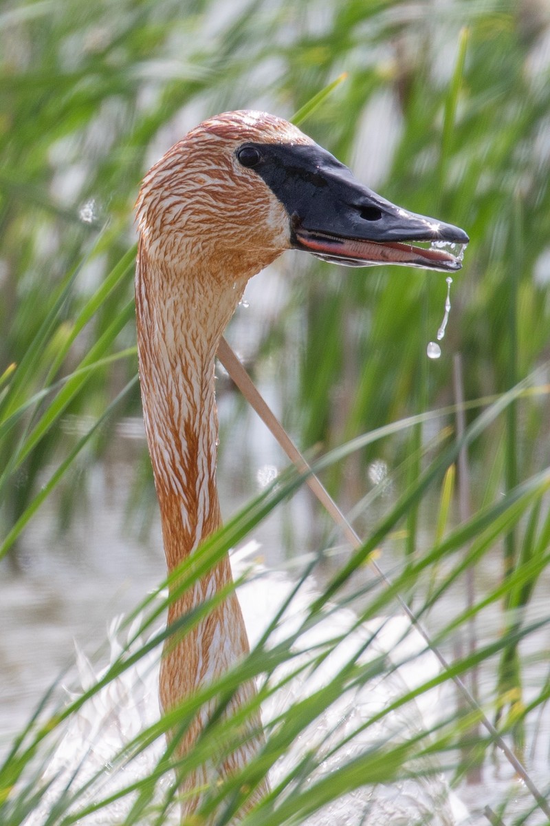 Trumpeter Swan - ML101338661