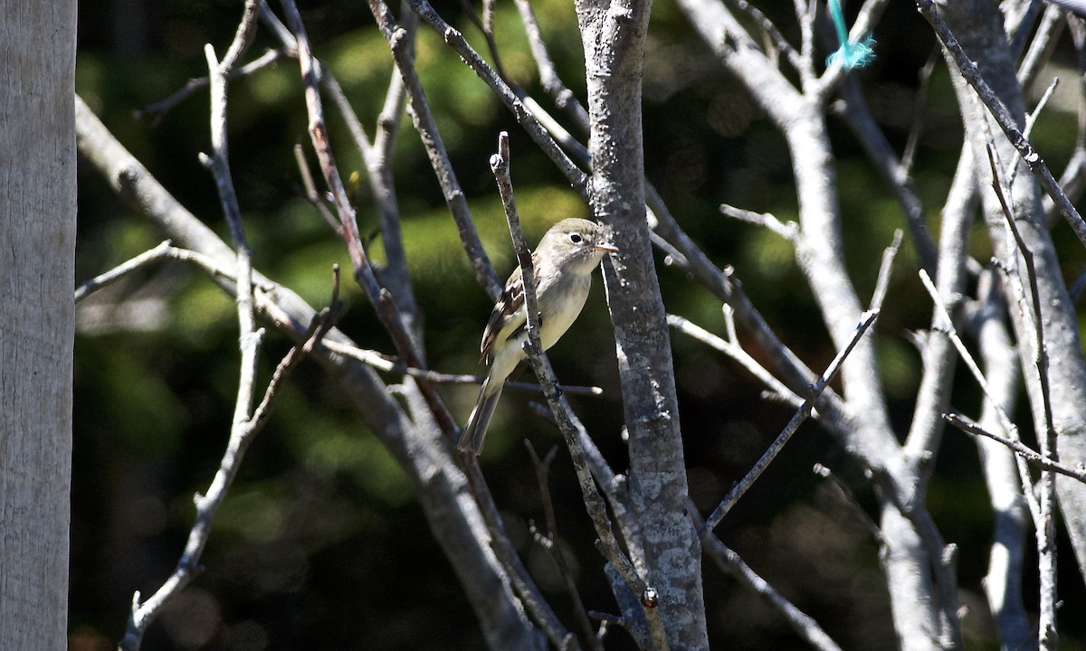 Least Flycatcher - ML101339531