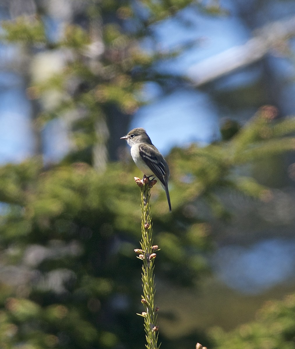 Least Flycatcher - Paul Gould