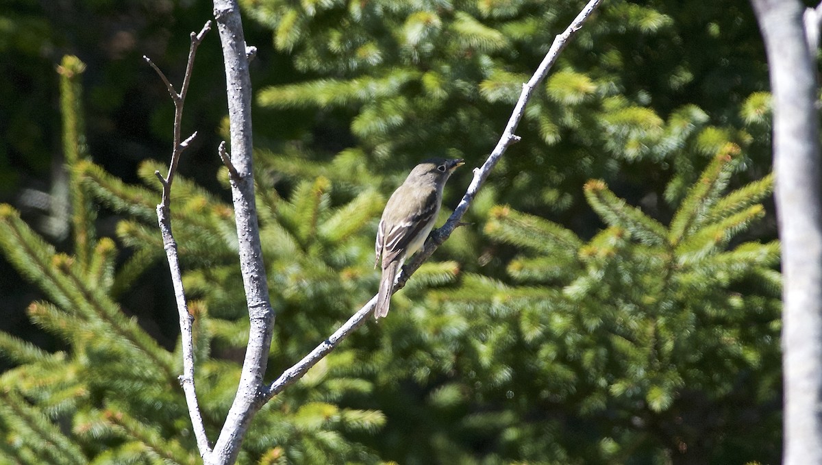 Least Flycatcher - ML101339561