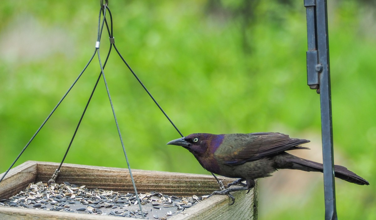 Common Grackle - Libby Burtner