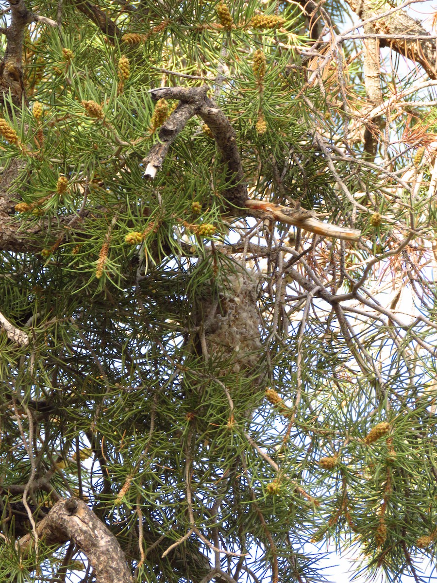 Bushtit - Lisa Larson