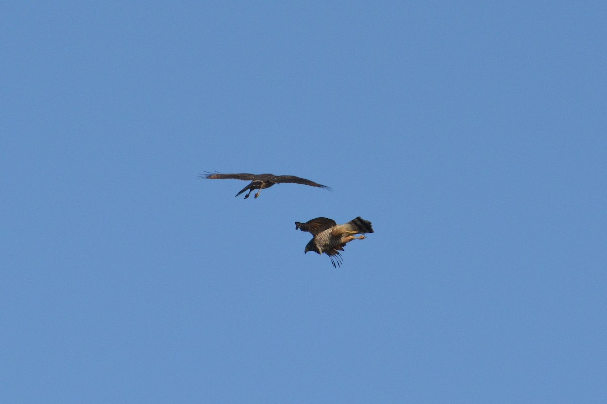 Roadside Hawk - ML101343121