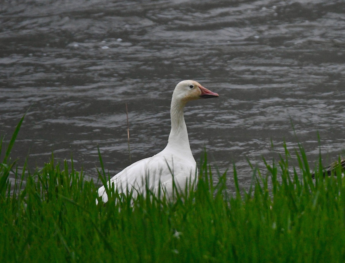 Snow Goose - ML101344301