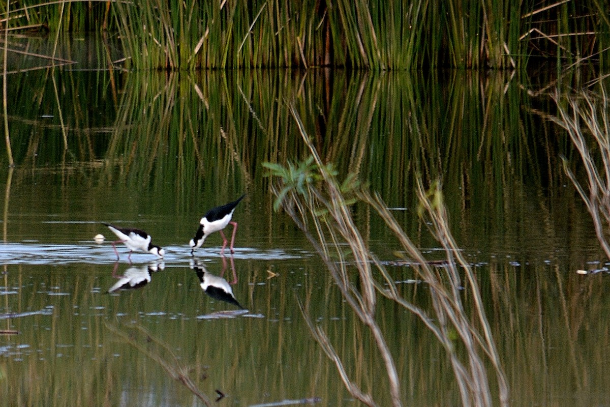 Schwarznacken-Stelzenläufer - ML101344551