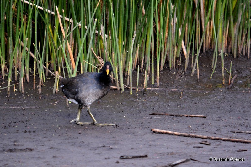 Foulque à front rouge - ML101344861