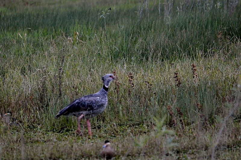 Southern Screamer - ML101345121