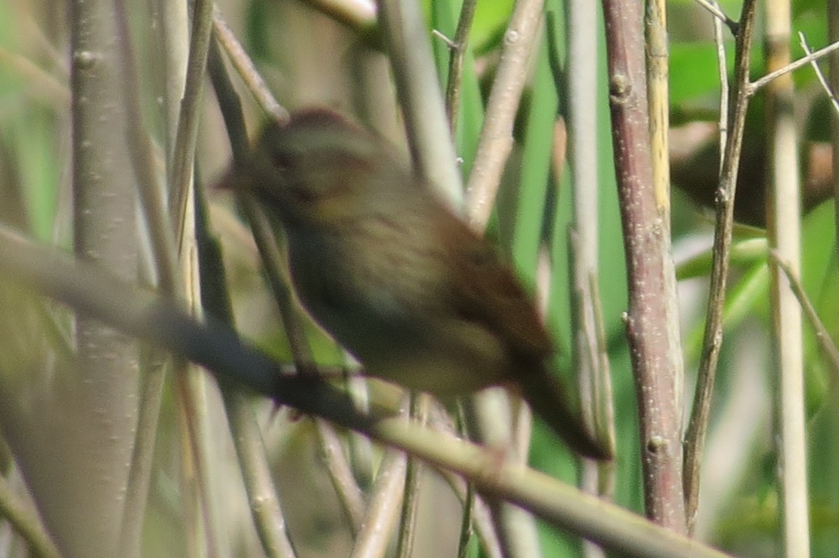 ヒメウタスズメ - ML101346851