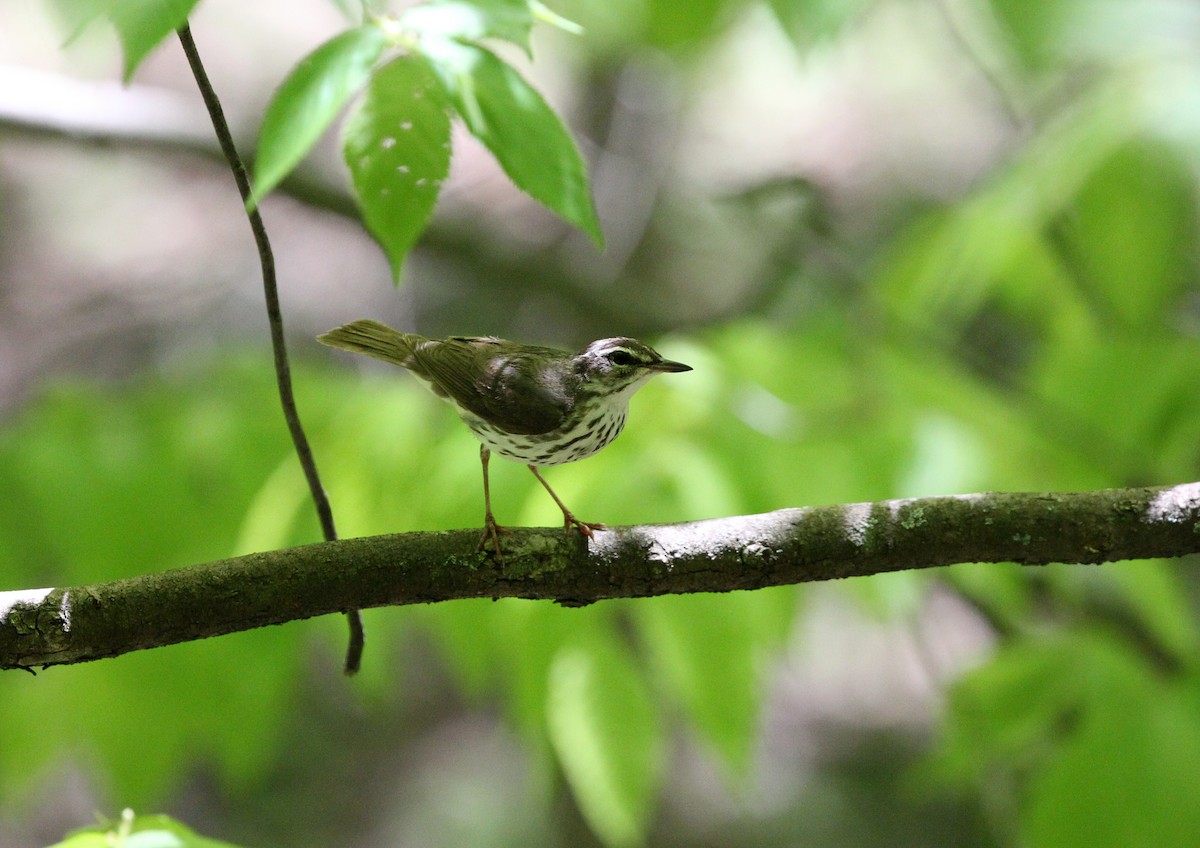 Louisiana Waterthrush - ML101347011