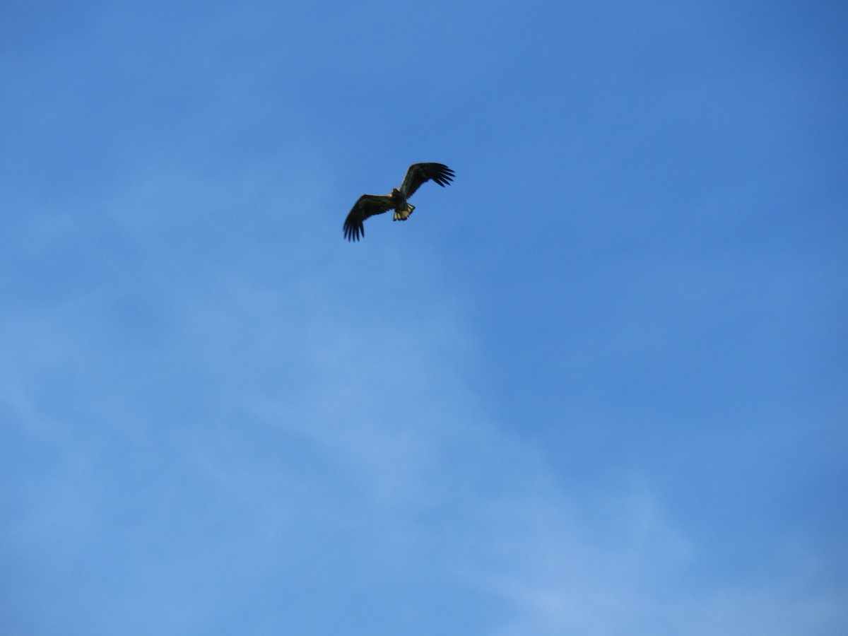 Bald Eagle - ML101347361